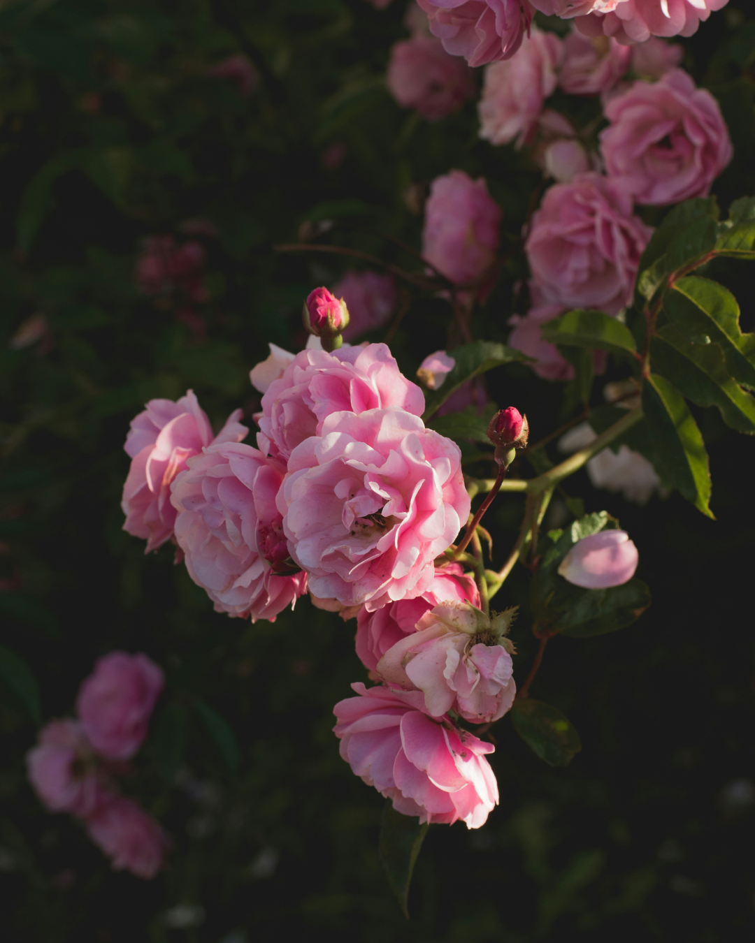 Floral